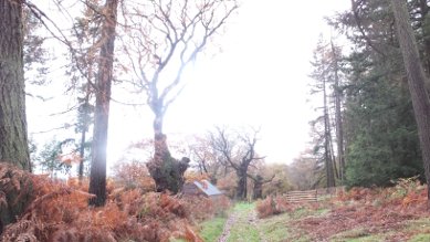 Oaks