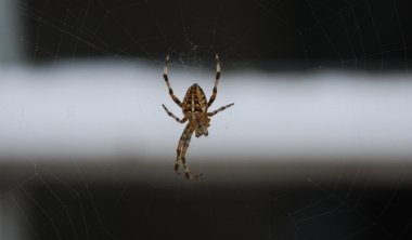 Spider