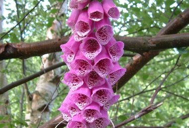 Foxglove