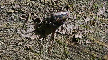 Longhorn Beetle