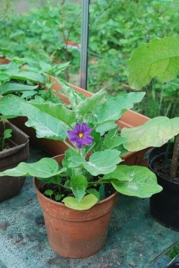 Aubergine