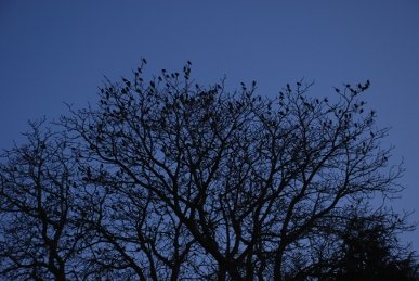 Starlings