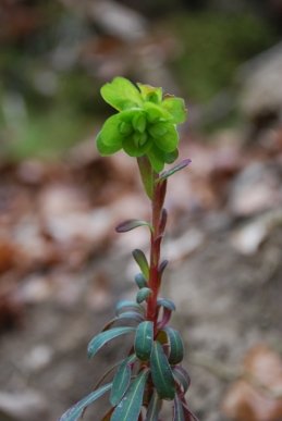 Wood Spurge