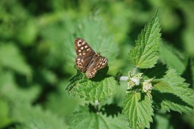Speckled Wood