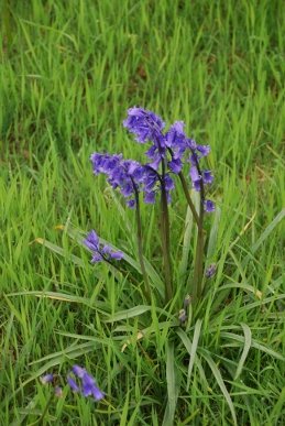 Bluebells