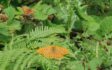 Butterflies