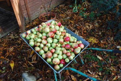 Apples