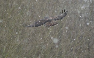 Buzzard