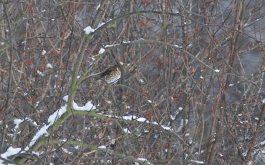 Redwing