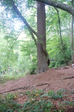 Beech
