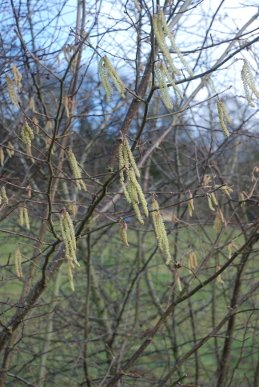 Catkins