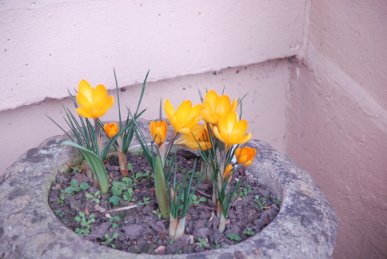 Crocii