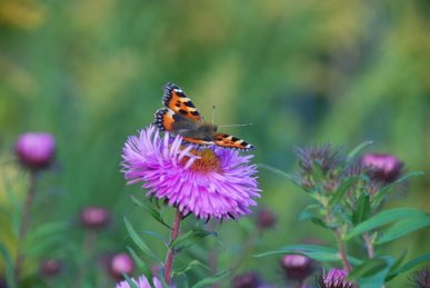 Small Tortoiseshell