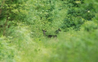 Deer