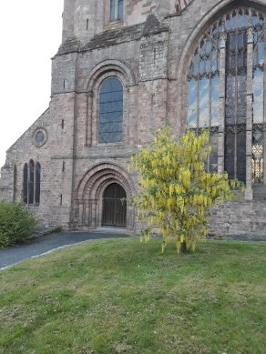 Laburnum