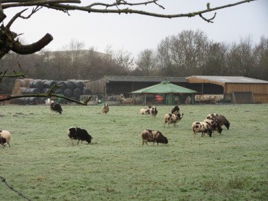 Sheep