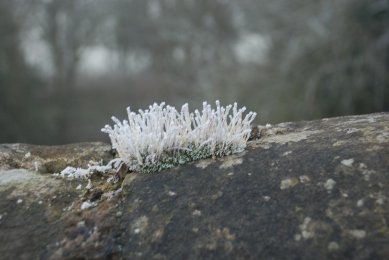 Mosses