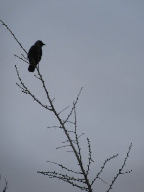 Jackdaw