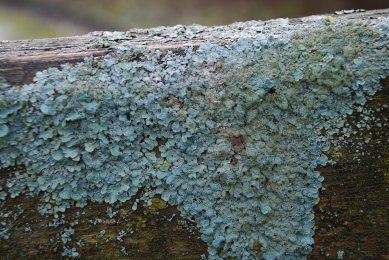 Lichen