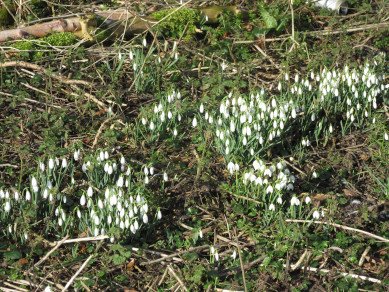 Snowdrops