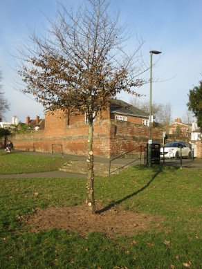 Hornbeam