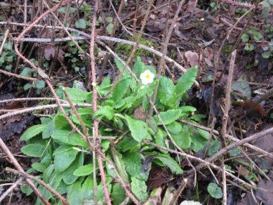 Primroses