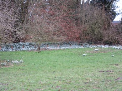 Snowdrops