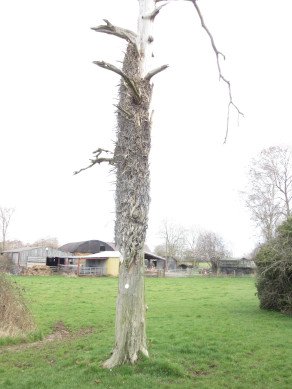 Dead Tree