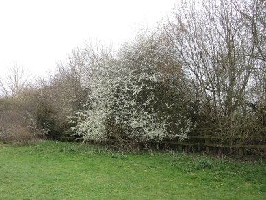 Blackthorn