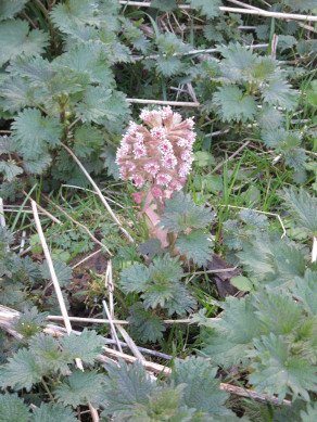 Butterbur