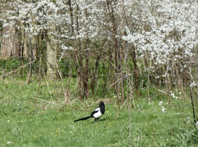 Magpie
