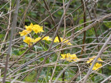 Marsh Marigolds
