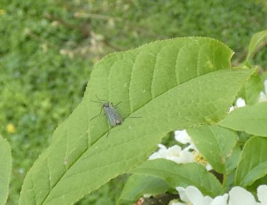 Sawfly