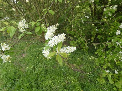 Bird Cherry