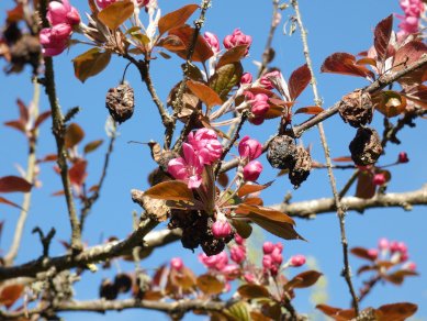 Crab Apple
