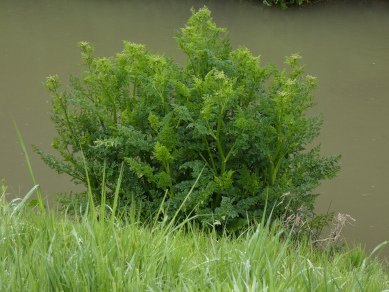 Hemlock Water Dropwort