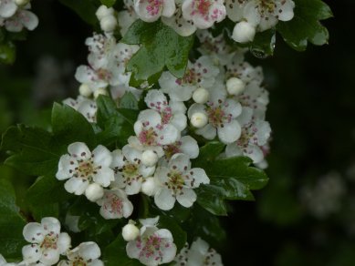 Hawthorn