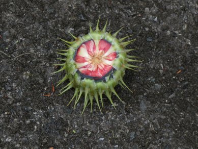 Cone