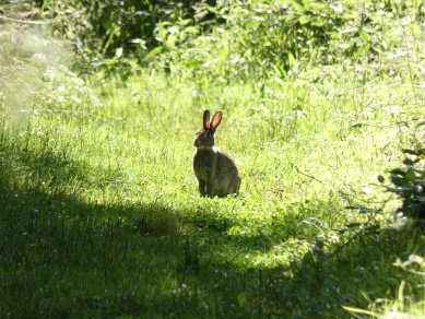 Rabbit