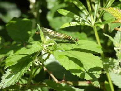 Damselfly