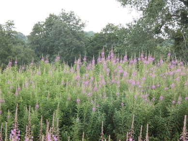 Rosebay Willowherb