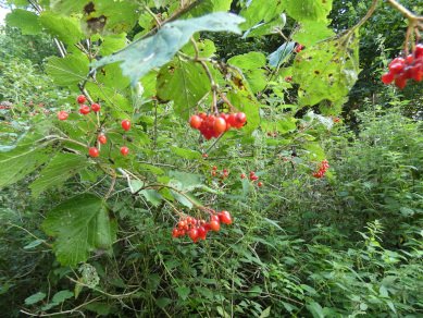 Berries