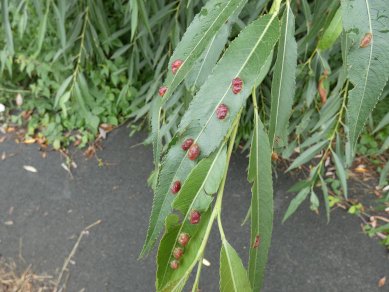 Gall