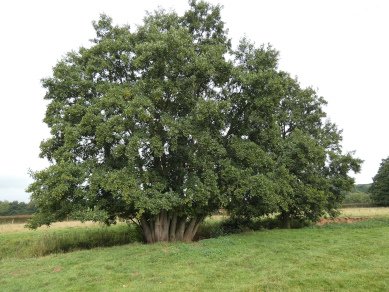 Alder