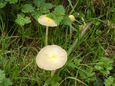 Yellow Fieldcap