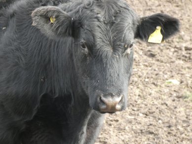 Heifer