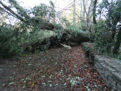 Fallen Tree