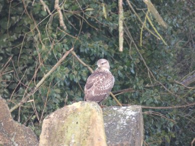 Buzzard
