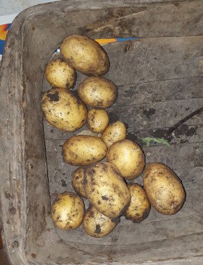 Potatoes