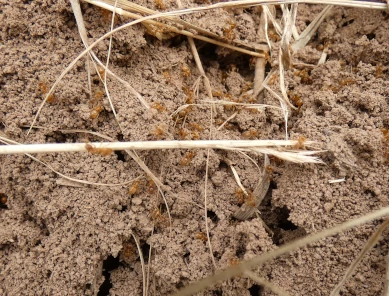 Ants